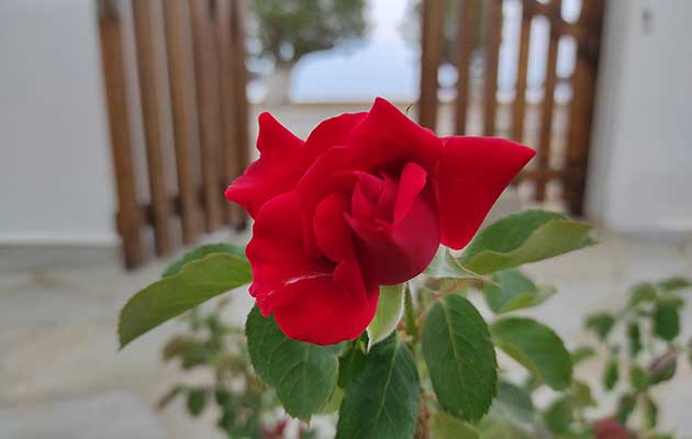 Ανθισμένα λουλούδια στον κήπο των Studios Agira στη Σέριφο