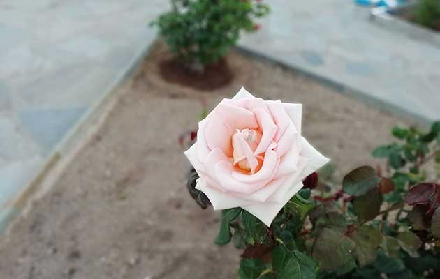 Ανθισμένες τριανταφυλλιές στον κήπο των Studios Agira στη Σέριφο