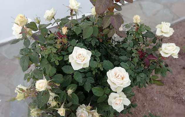 Ανθισμένα λουλούδια στον κήπο των Studios Agira στη Σέριφο