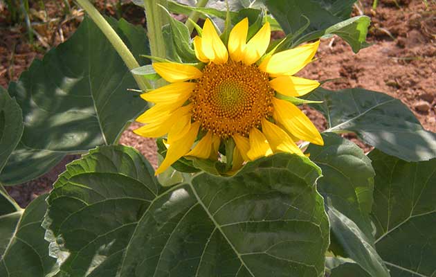 Ανθισμένο ηλιοτρόπιο στον κήπο των Studios Agira στη Σέριφο