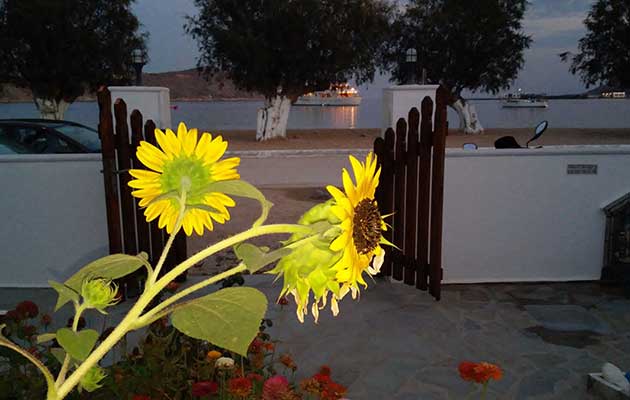 Ανθισμένο ηλιοτρόπιο στον κήπο των Studios Agira στη Σέριφο