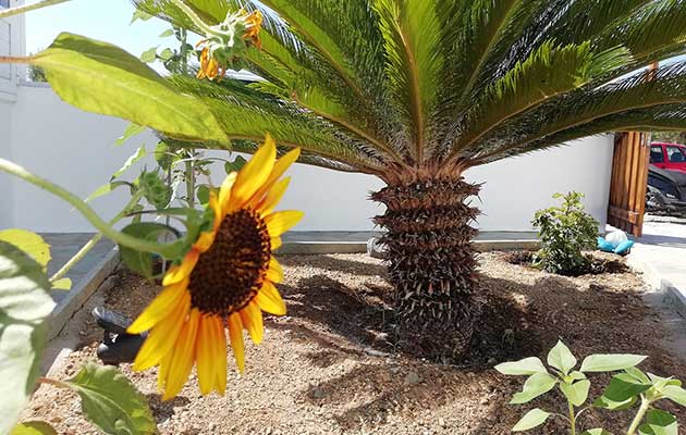 Ανθισμένο ηλιοτρόπιο στον κήπο των Studios Agira στη Σέριφο