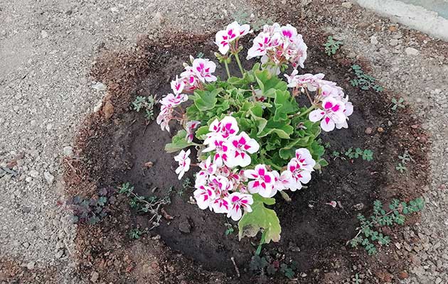 Ανθισμένα λουλούδια στον κήπο των Studios Agira στη Σέριφο