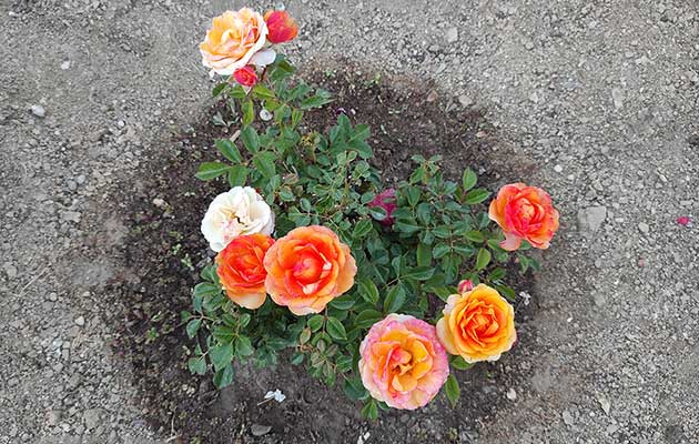 Ανθισμένα λουλούδια στον κήπο των Studios Agira στη Σέριφο