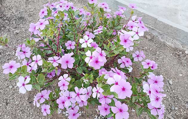 Ανθισμένα λουλούδια στον κήπο των Studios Agira στη Σέριφο