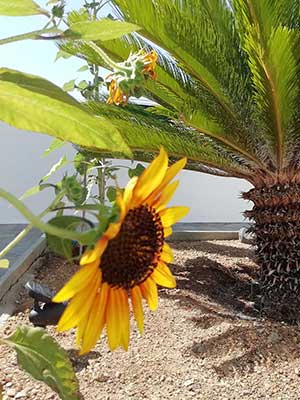 Ένα ηλιοτρόπιο στον κήπο του Studios Agira