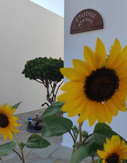 Ηλιοτρόπιο στον κήπο των Studios Agira στη Σέριφο